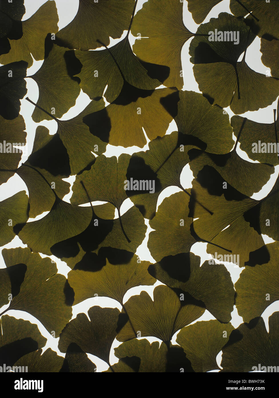 Le Ginkgo (Ginkgo biloba) laisse en silhouette contre la lumière Banque D'Images