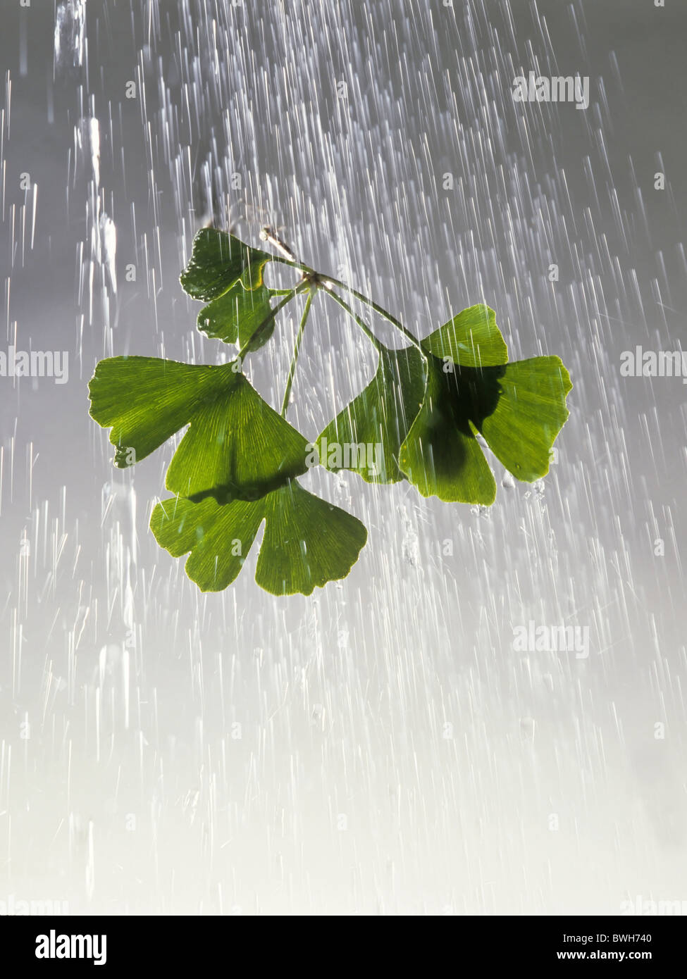 Branche avec feuilles d'un ginkgo (Ginkgo biloba) sous une averse de pluie Banque D'Images