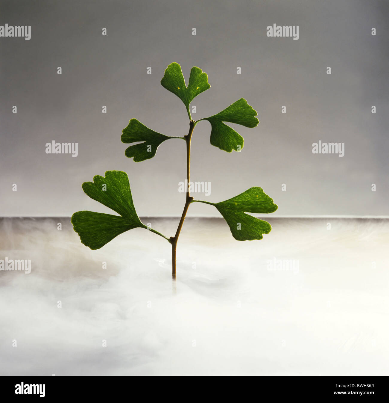 Les jeunes Ginkgo (Ginkgo biloba) pousse dans la brume matinale Banque D'Images