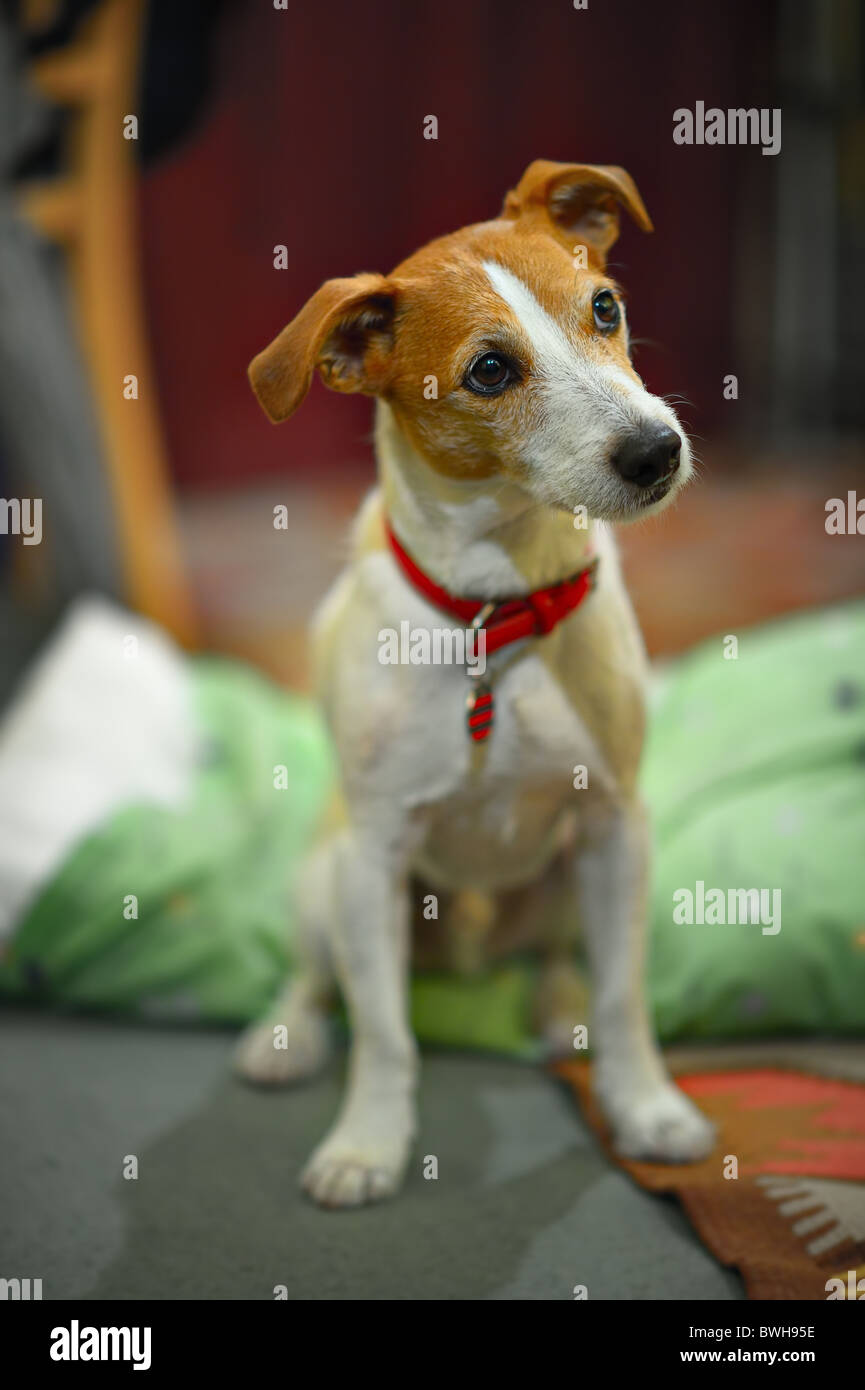 Parson Jack Russell Terrier assis en posture caractéristique, avec focus sélectif sur les yeux Banque D'Images