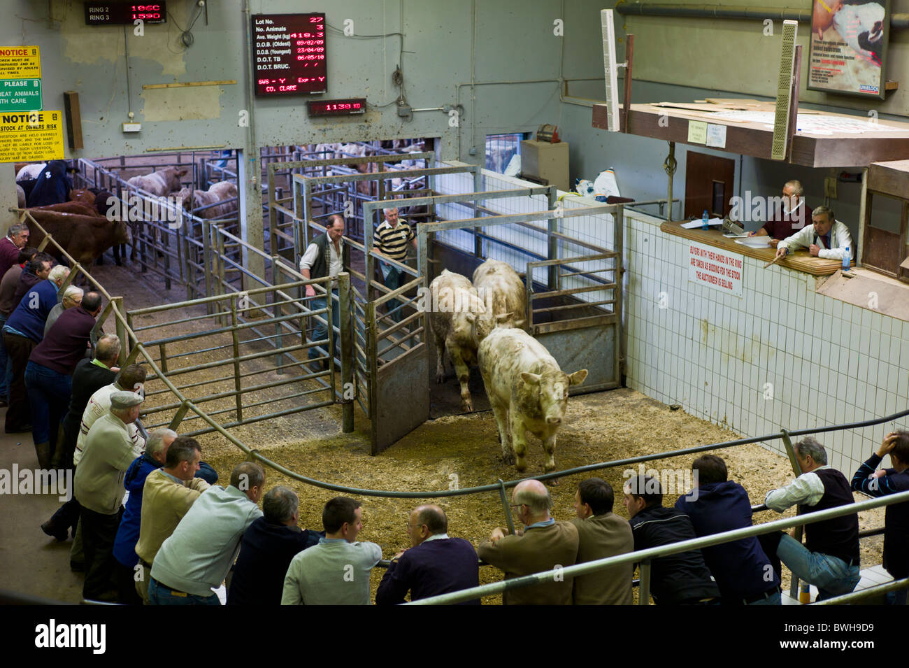 Les fermiers à l'encan de bétail à Ennis, dans le comté de Clare, Irlande Banque D'Images