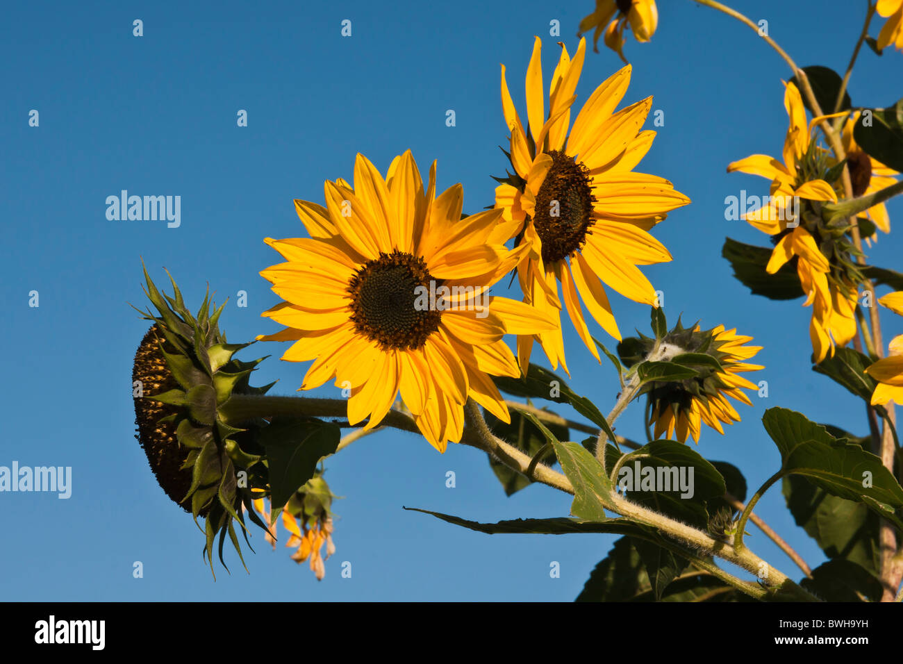 Plants de tournesol Banque de photographies et d’images à haute — free download