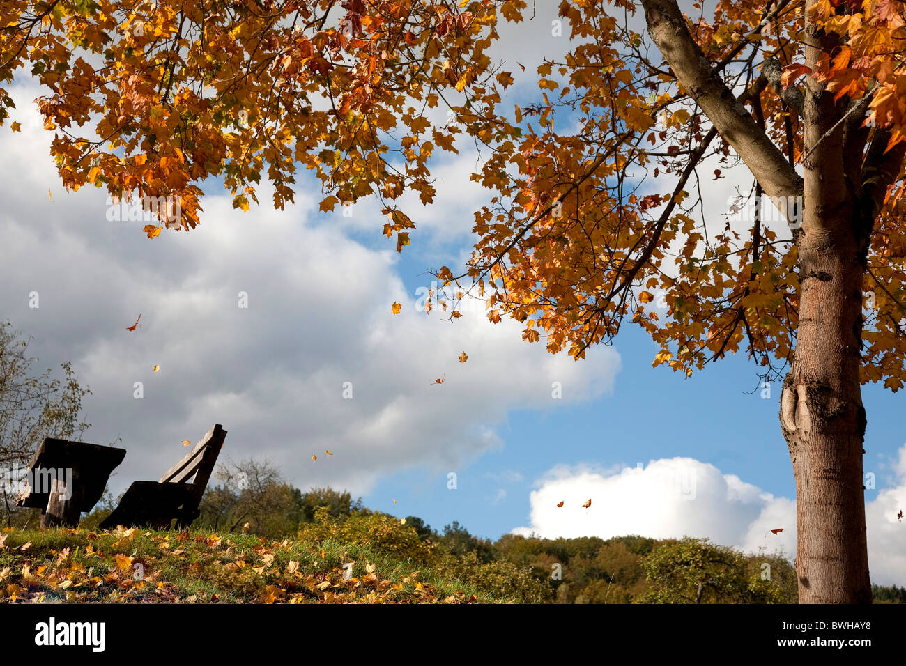 Arbre à feuilles caduques à la chute des feuilles en automne en face d'un ciel nuageux, Rhénanie-Palatinat, Allemagne, Europe Banque D'Images
