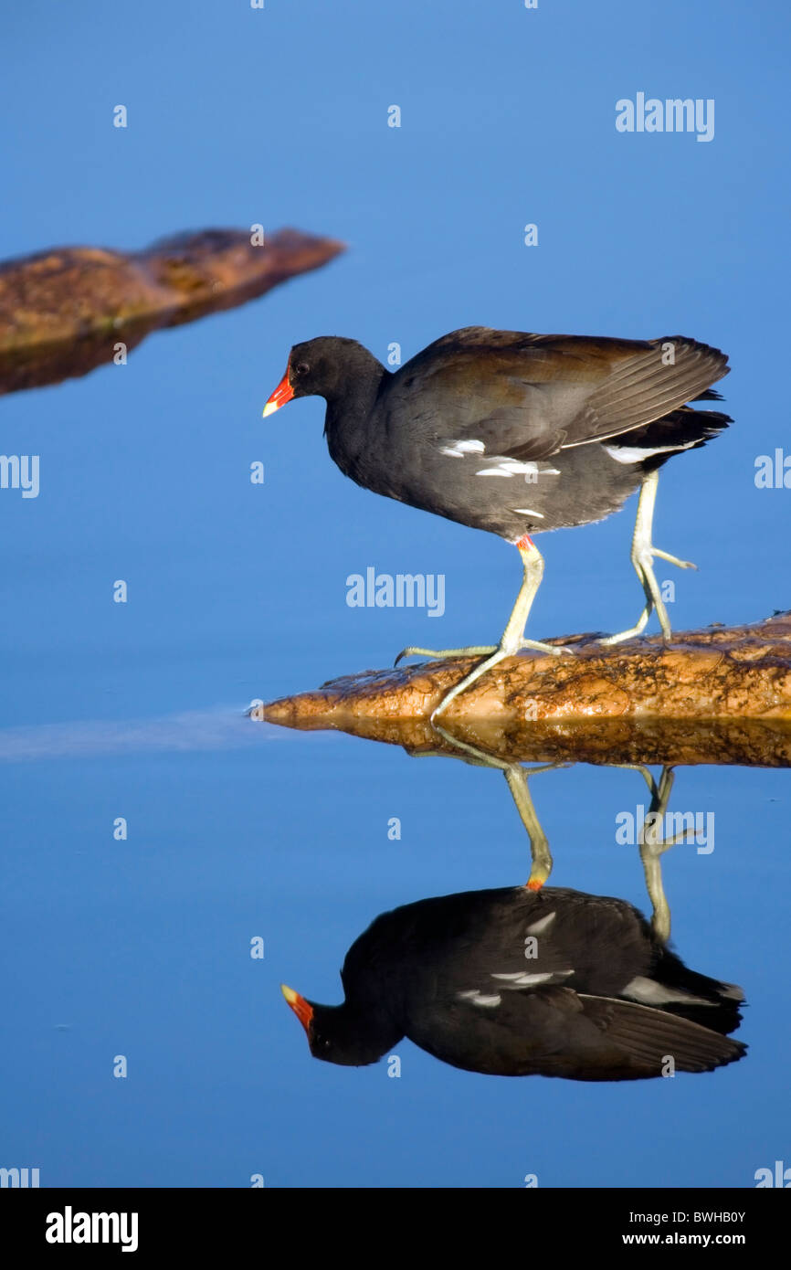 La Gallinule poule-d'eau - Les zones humides - Green Cay Delray Beach, Floride, USA Banque D'Images