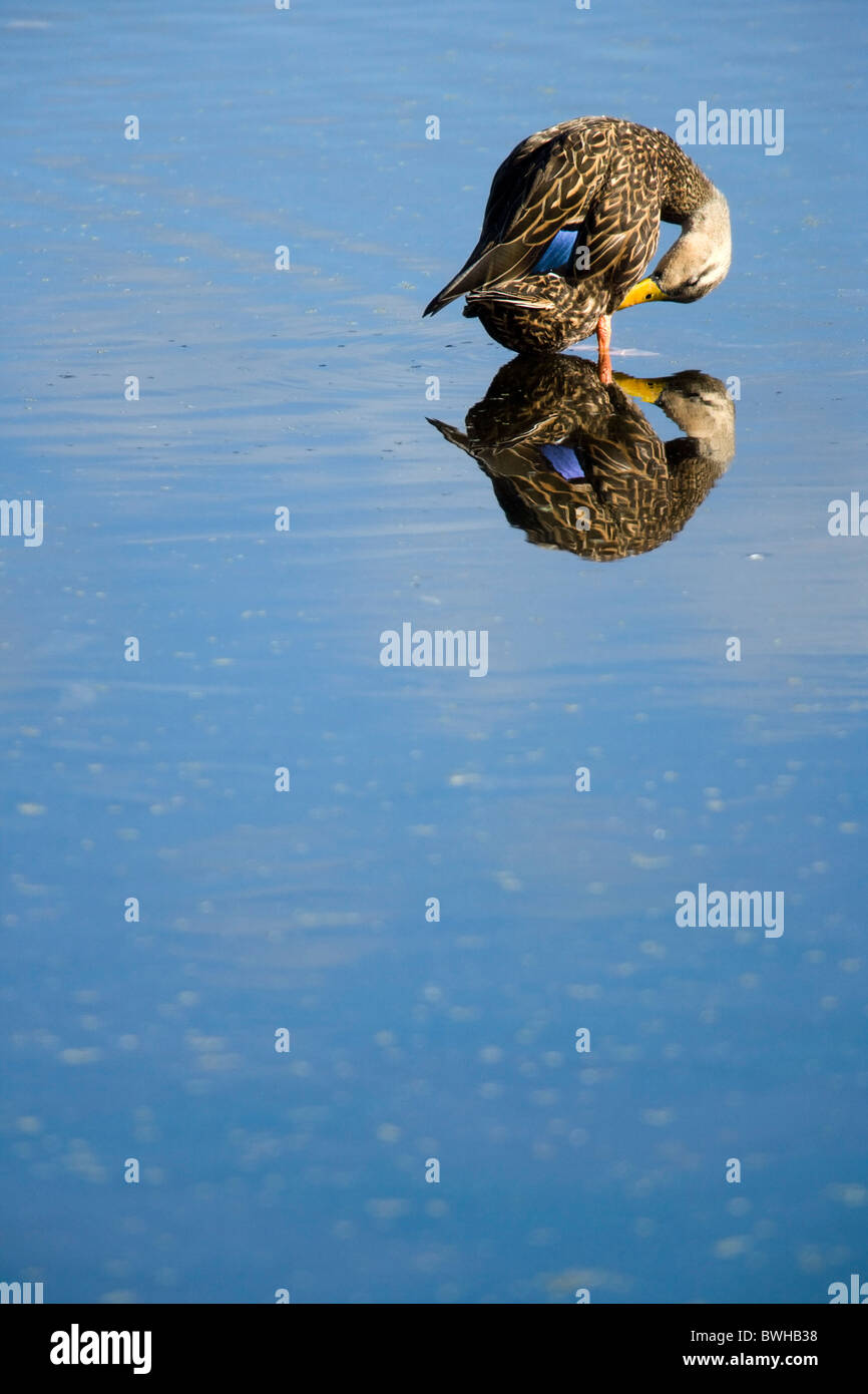 Canard tacheté de lissage - Green Cay Wetlands - Delray Beach, Floride, USA Banque D'Images