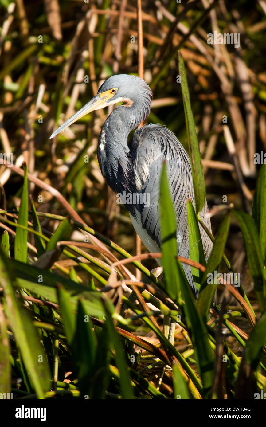 Aigrette tricolore - Green Cay Wetlands, Delray Beach, Floride, USA Banque D'Images