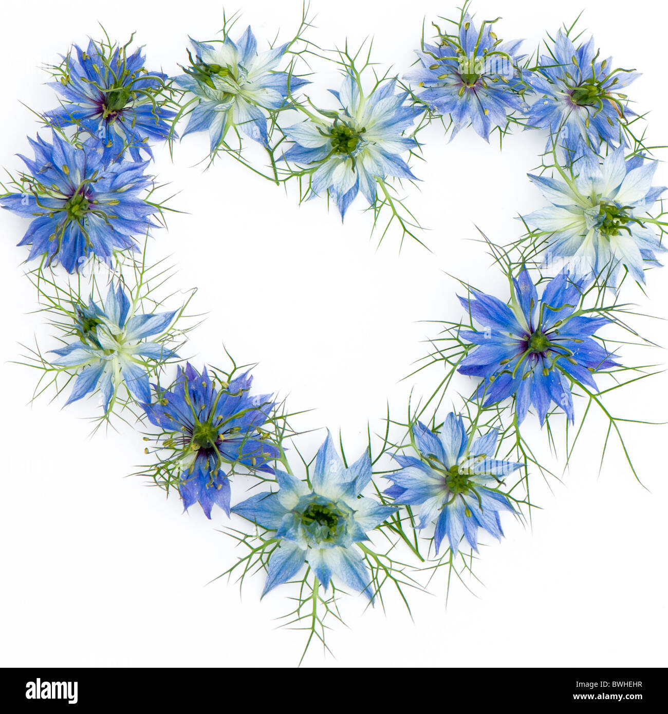 Love-dans-le-mist - Nigella damascena Fleurs disposées en forme de coeur avec un fond blanc Banque D'Images