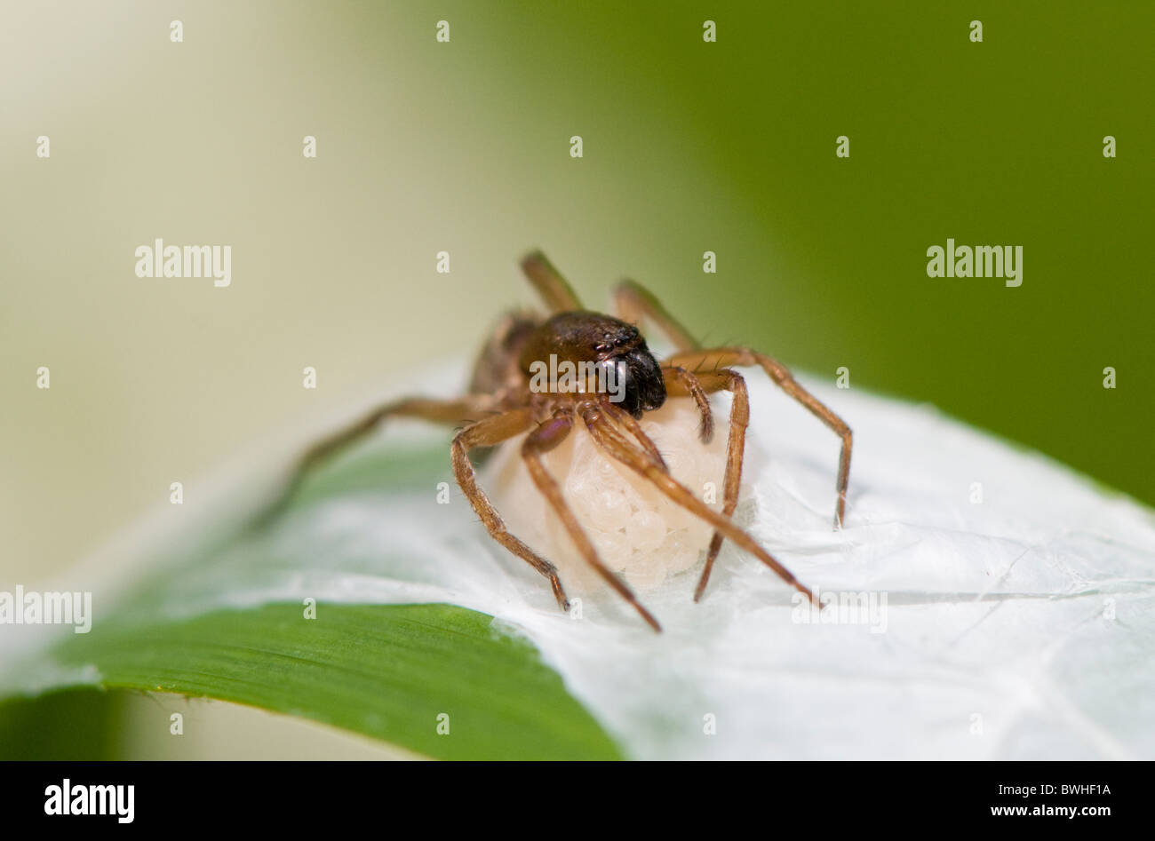 Pépinière femelle spider web avec cocon dans les mâchoires - Pisaurina mira ou spider pêche Banque D'Images