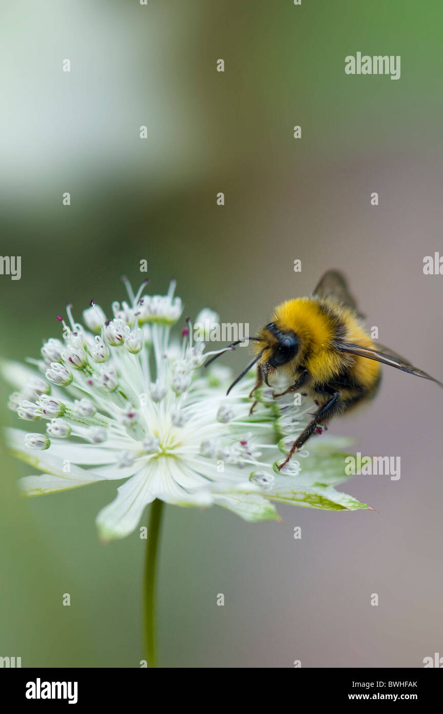 Une abeille la collecte du pollen d'une fleur Astrantia Banque D'Images