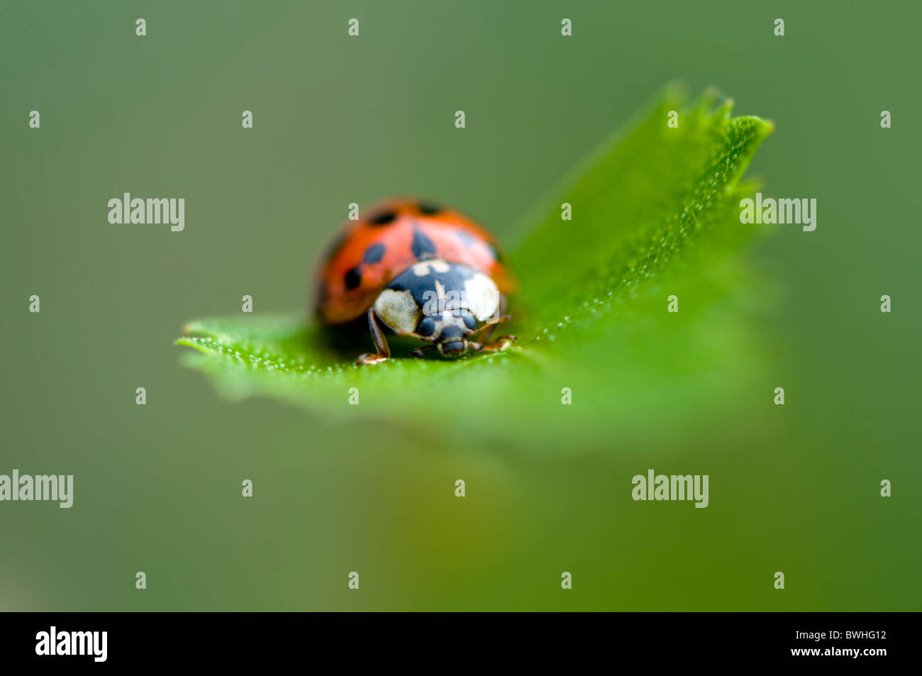 Une seule Coccinelle Arlequin - Harmonia axyridis Banque D'Images