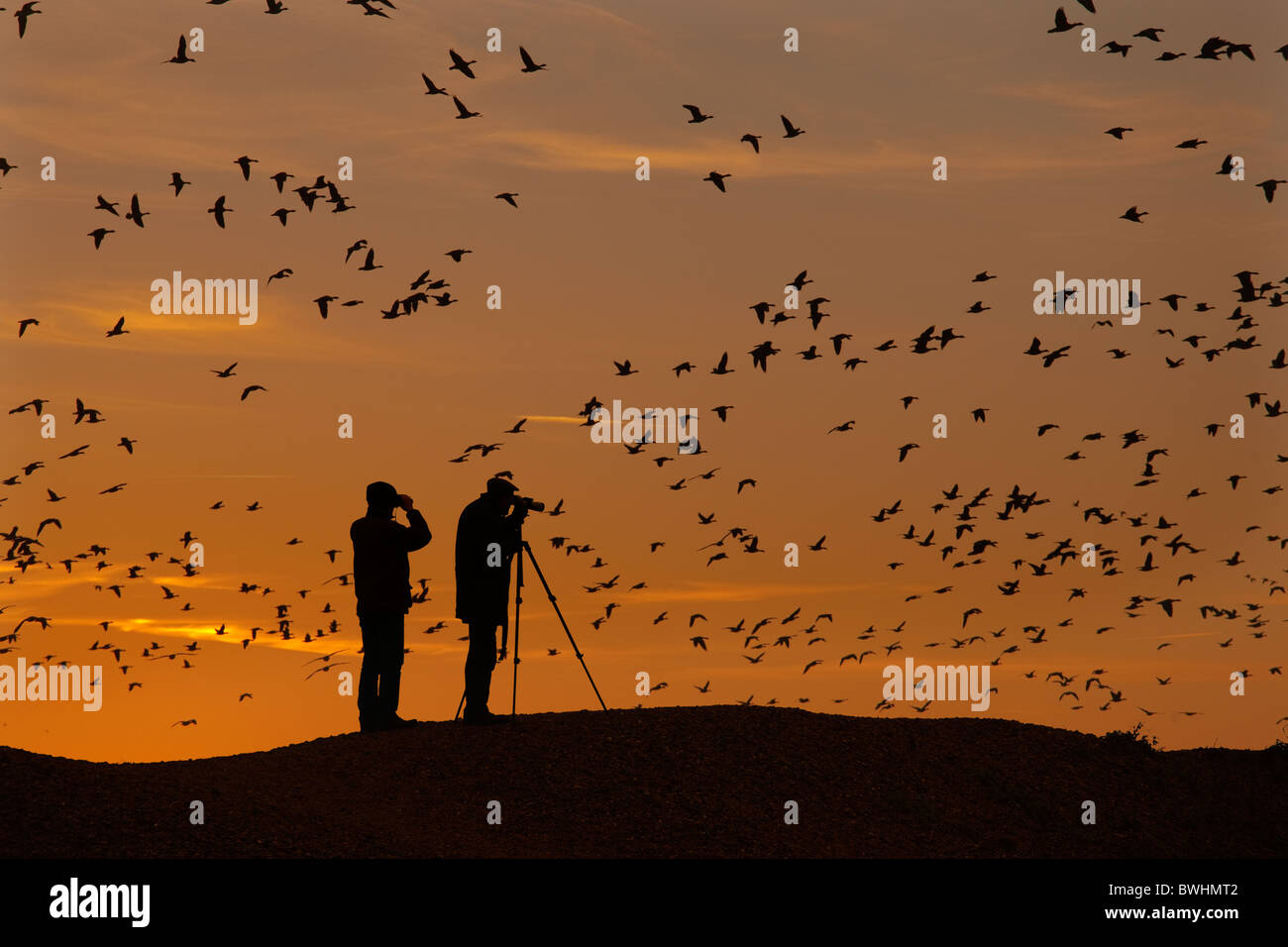 L'observation d'oiseaux (Anser brachyrhynchus pied Rose entrée en pluie et le Norfolk au coucher du soleil Banque D'Images