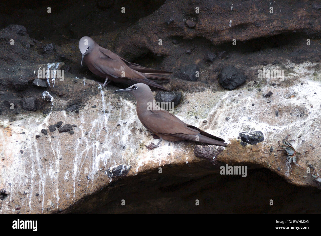 Noddi brun sternes sur une falaise rocheuse Banque D'Images