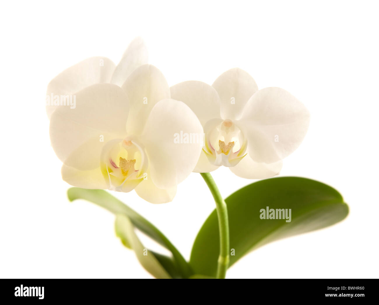 Orchidée phalaenopsis blanc tige ; isolated on white Banque D'Images
