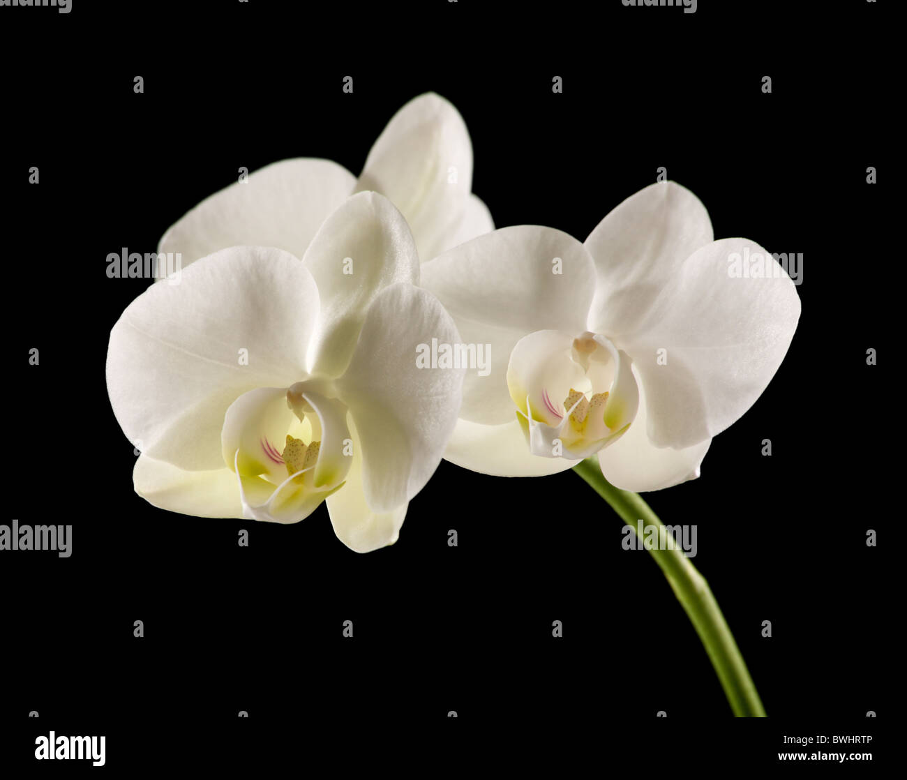 Orchidée phalaenopsis rétroéclairé blanc sur noir isolé Banque D'Images