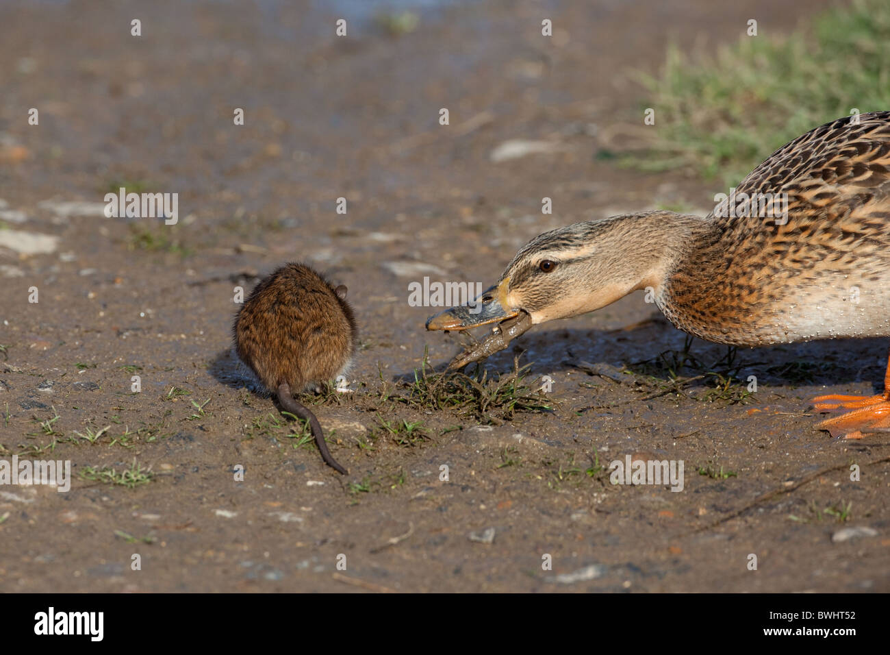 Rat brun Rattus norvegicus se nourrissant au bord d'un étang de canard mangeant des morceaux nourris aux canards Norfolk UK Banque D'Images