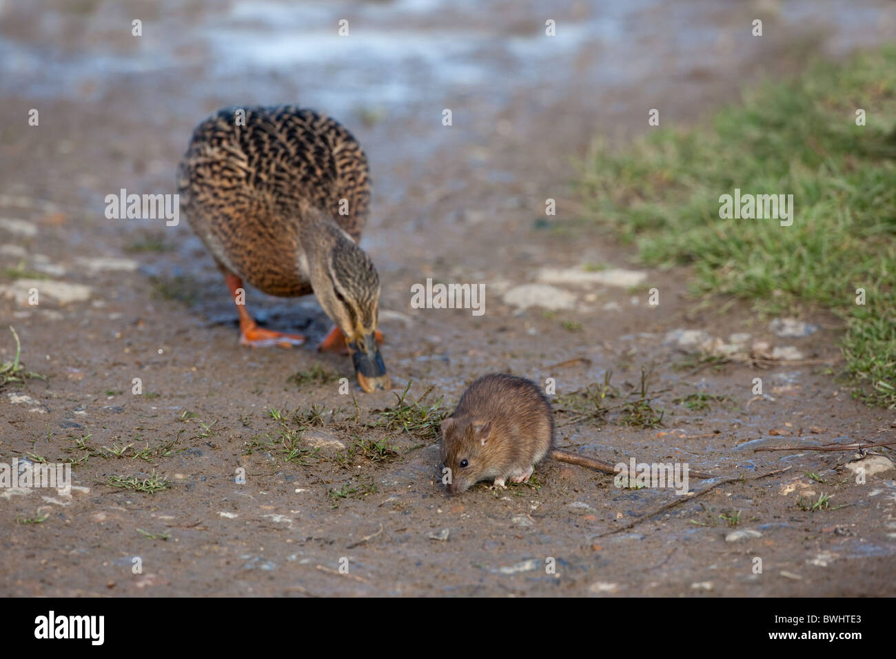 Rat brun Rattus norvegicus se nourrissant au bord d'un étang de canard mangeant des morceaux nourris aux canards Norfolk UK Banque D'Images