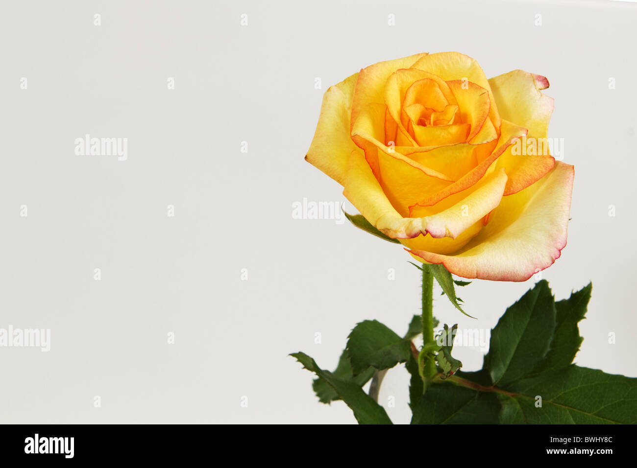 Rose jaune sur fond blanc Banque D'Images