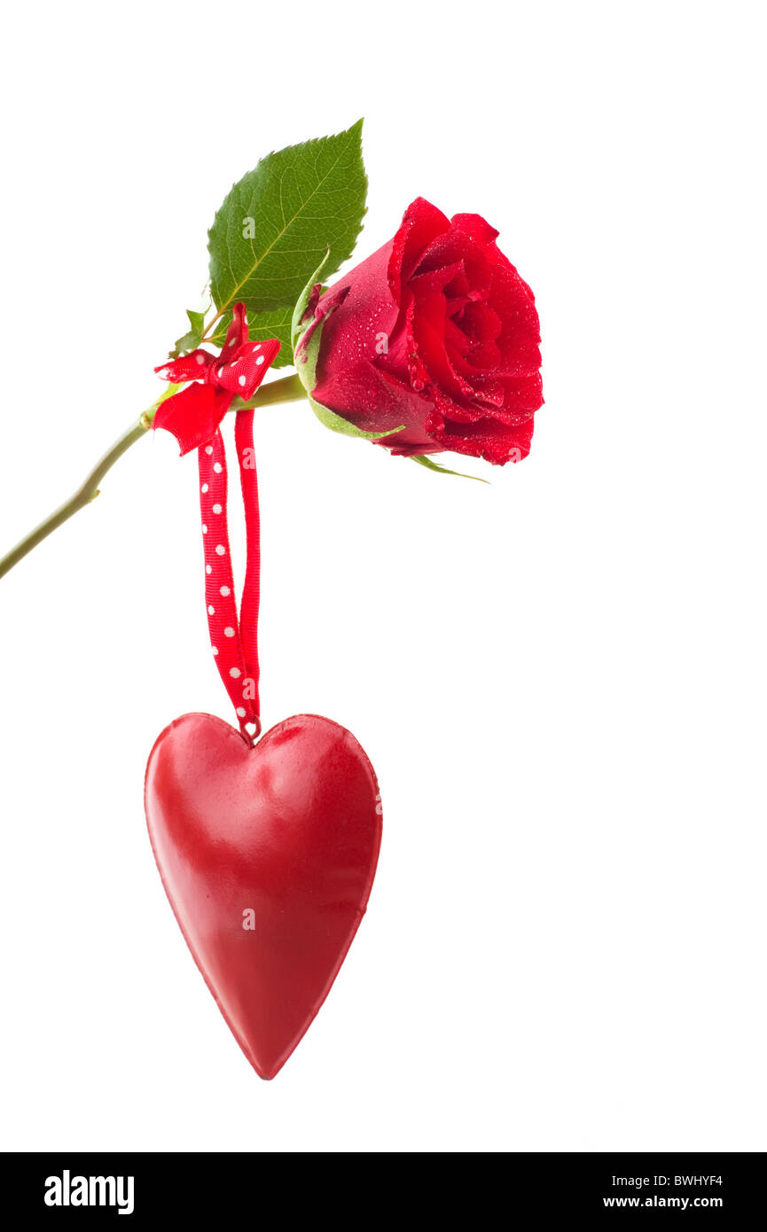 L'amour avec rose rouge et coeur isolé sur fond blanc Photo Stock - Alamy