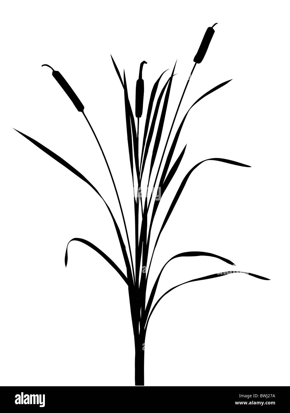 Illustration de l'anche sur fond blanc Banque D'Images