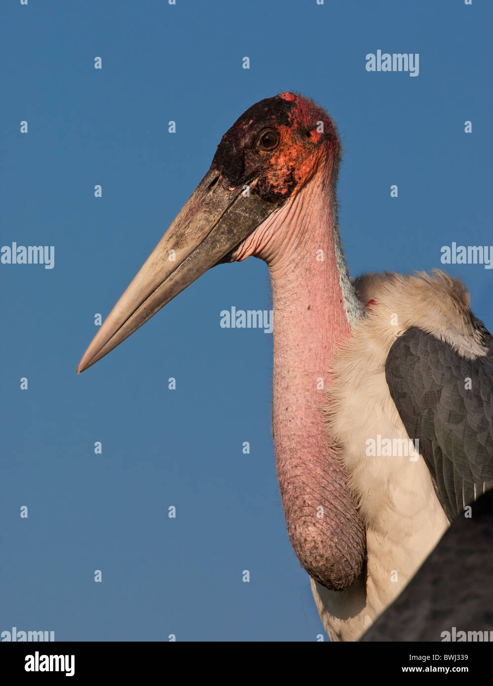 Cigotype de marabou ((Leptoptilos crumenifer) cigotype dans la maçonnerie du delta d'Okavango, Botswana, Afrique Banque D'Images
