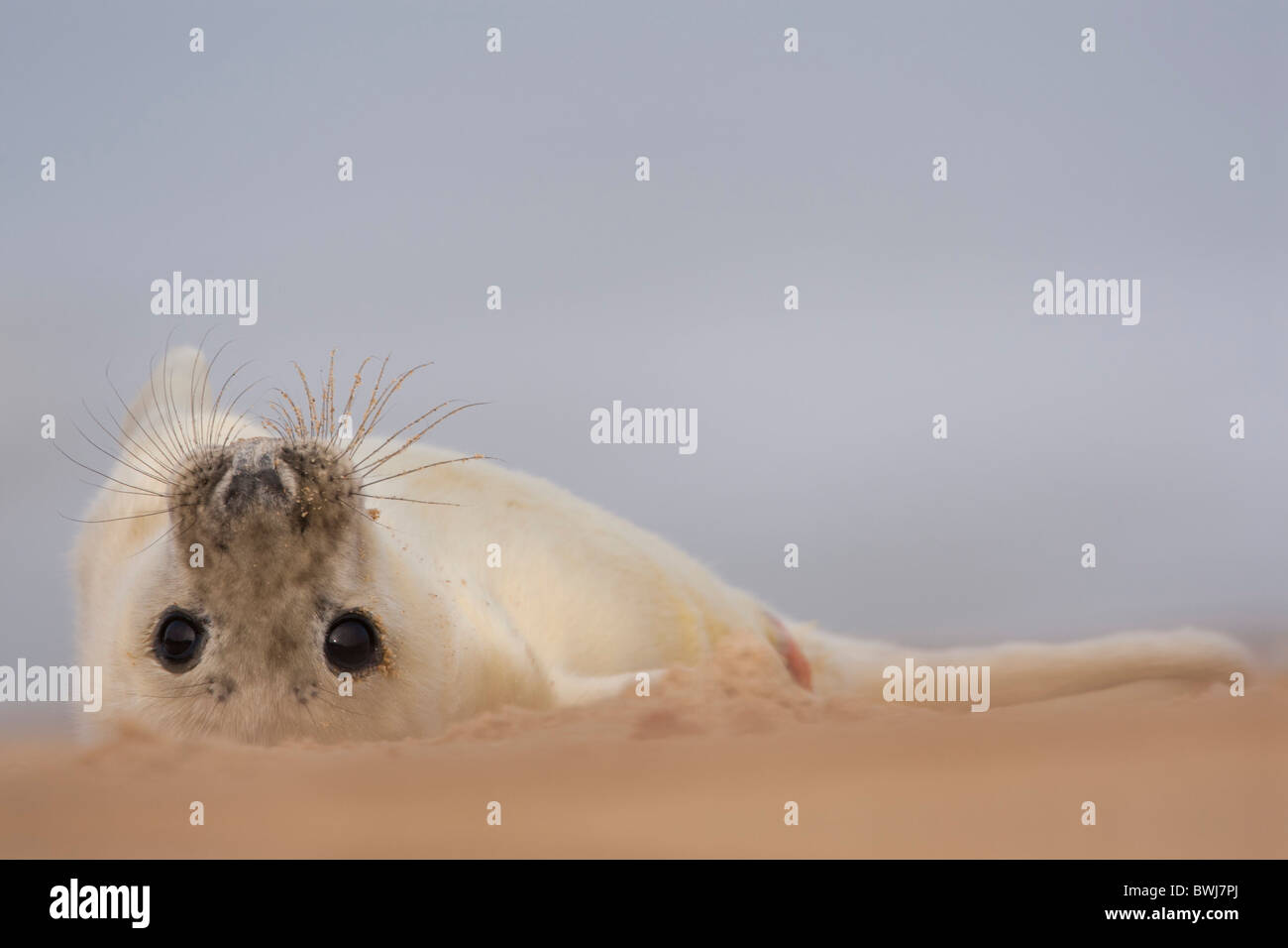 Mignon Phoque Phoque Royaume Uni Banque D Image Et Photos Alamy