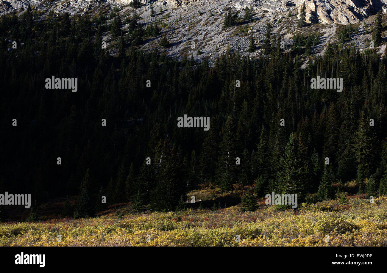 De plus en plus de forêt sur les pentes des montagnes dans le parc national Jasper dans les Rocheuses canadiennes en Alberta Banque D'Images