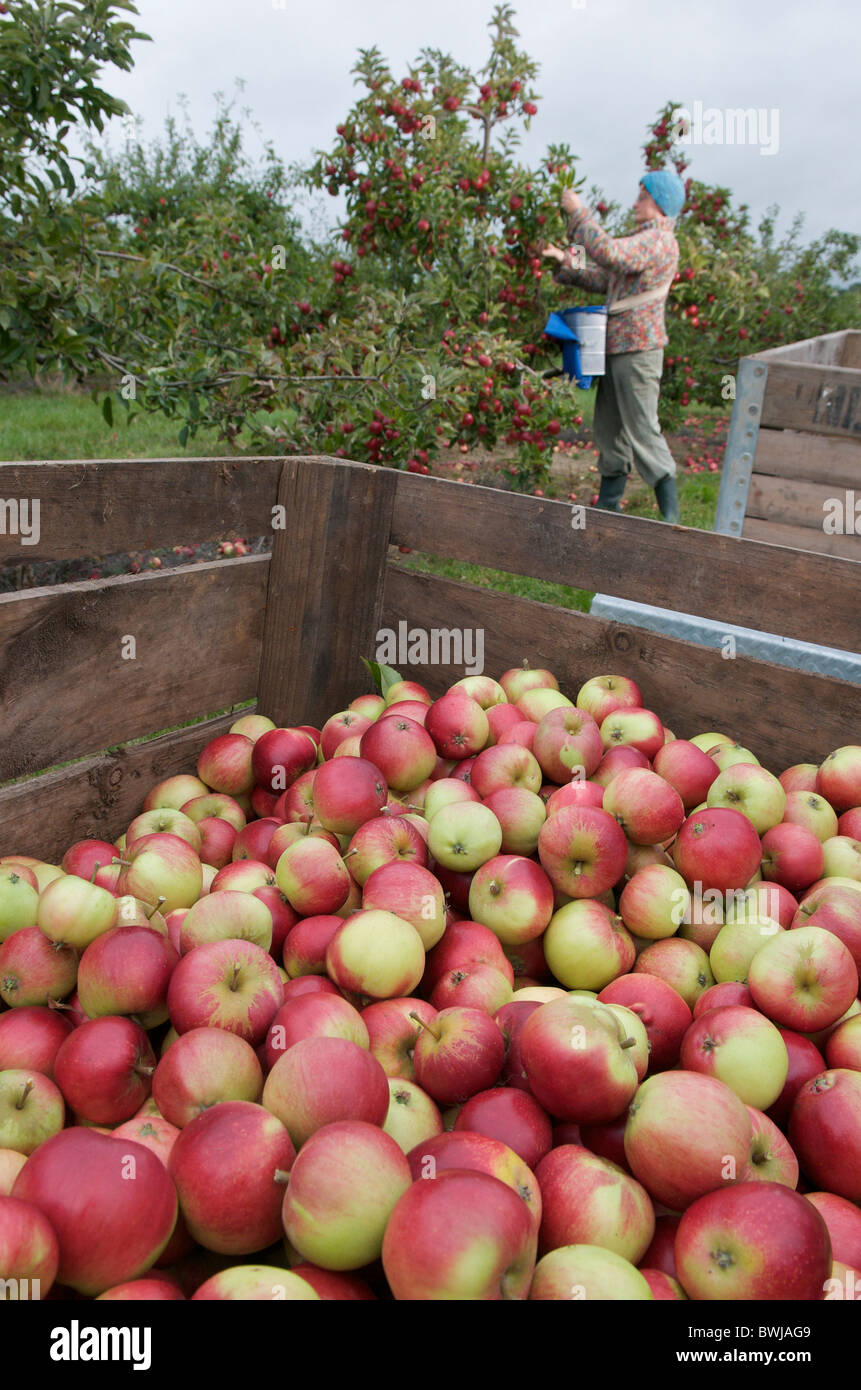 Manger des pommes récolte, UK Banque D'Images