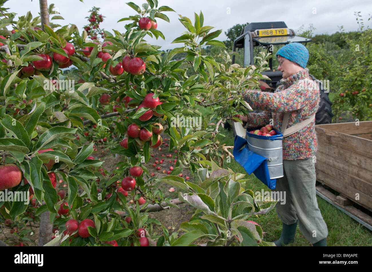 Manger des pommes récolte, UK Banque D'Images