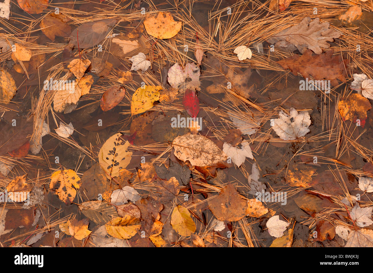 La nature de l'eau étang aiguilles feuilles feuilles d'automne automne broches Walden Pond State Reservation Indian s Banque D'Images