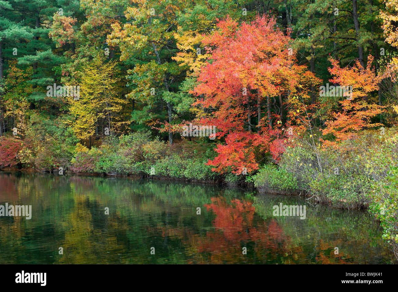 L'eau du lac de l'automne paysage paysage forêt bois bois de l'automne paysage d'automne shore Walden Pond State reservati Banque D'Images