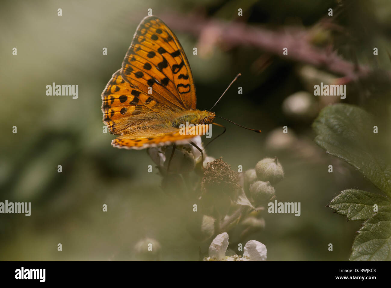 High Brown Fritillary Argynnis adippe, papillon, Arnside Knott, Cumbria, Royaume-Uni Banque D'Images