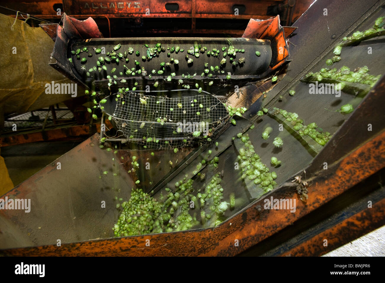 Production de houblon (Humulus lupulus), Poperinge, Belgique Banque D'Images