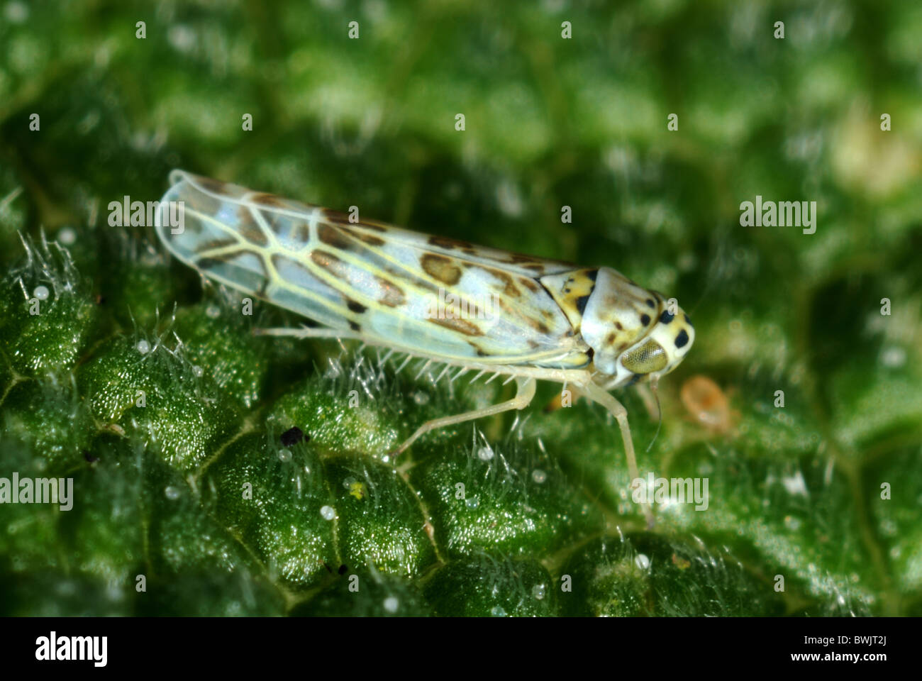 La cicadelle (Eupteryx melissae chrysanthème) adulte sur une feuille de sauge Banque D'Images
