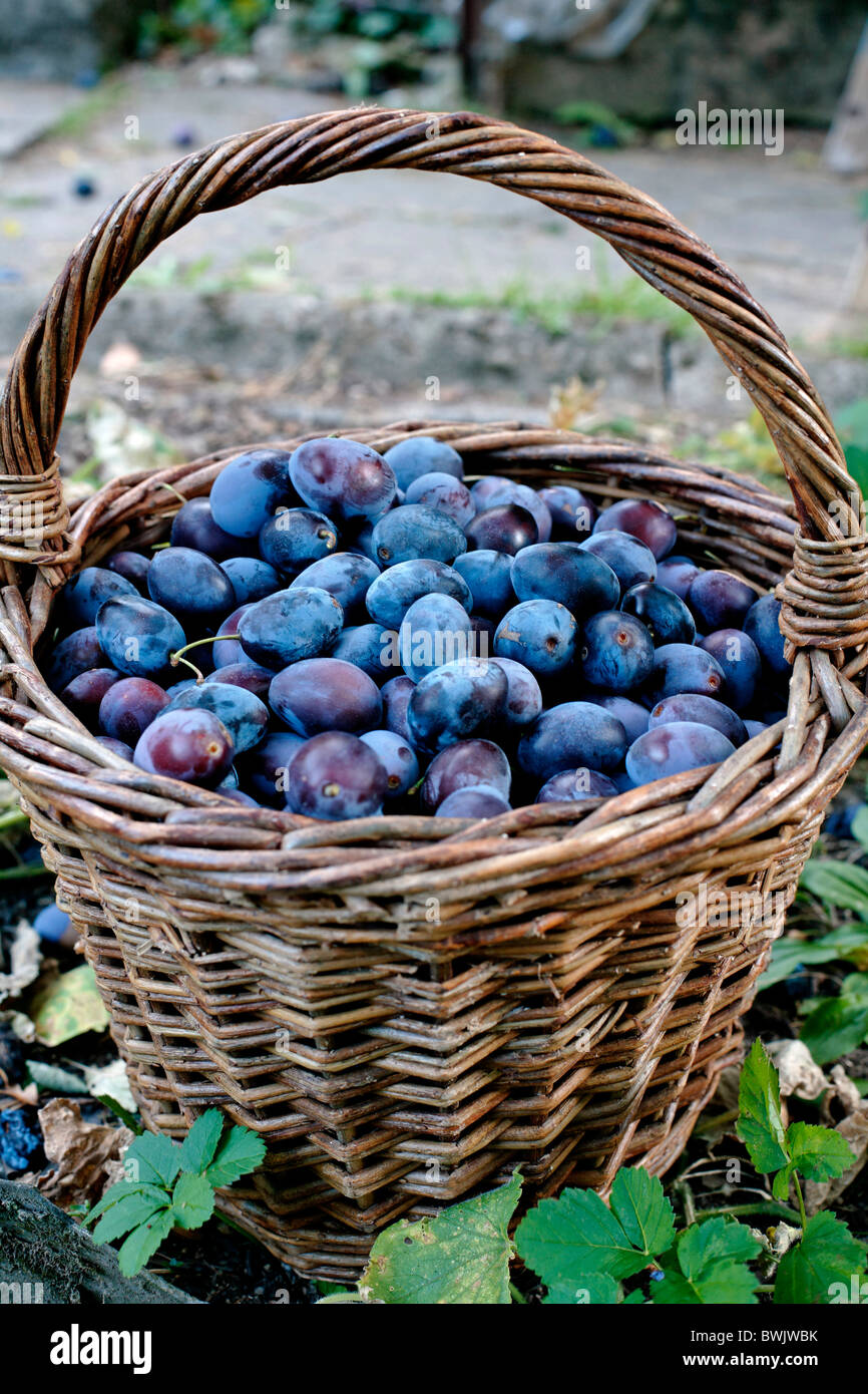 Couleur extérieure couleur panier de denrées alimentaires Fruits Fruits Prunes  prune prune d'une alimentation saine les pruneaux Prunus n Photo Stock -  Alamy