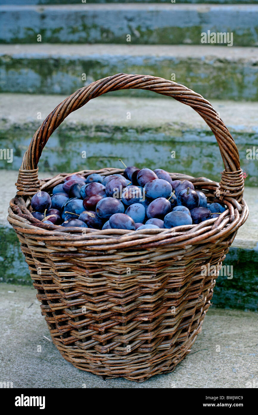 Couleur extérieure couleur panier de denrées alimentaires Fruits Fruits Prunes  prune prune d'une alimentation saine les pruneaux Prunus n Photo Stock -  Alamy