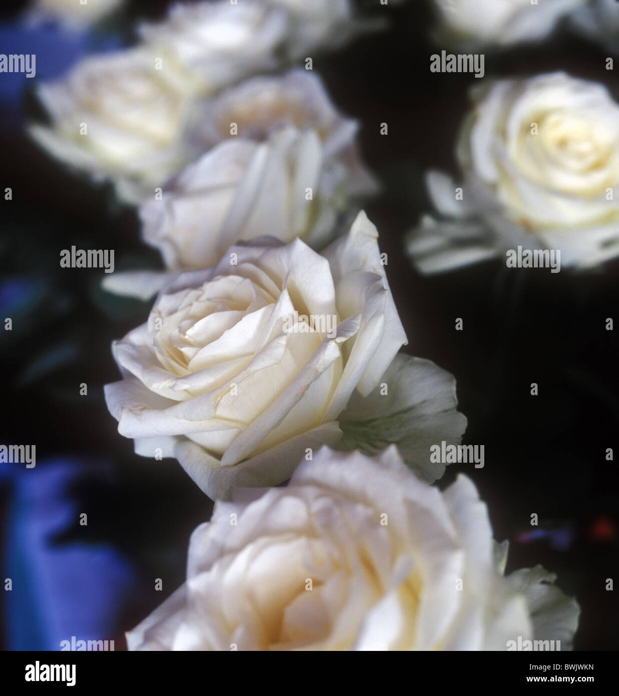 Roses blanches. Banque D'Images Roses blanches. Banque D'Images