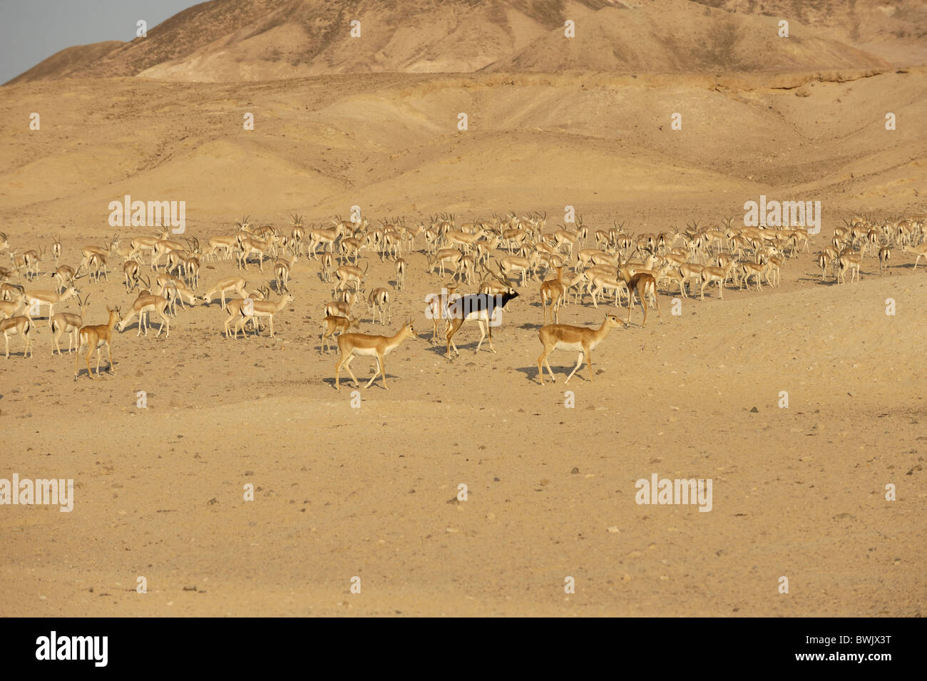 Troupeau de buckbuck (Antilope cervicapra) avec des gazelles de sable (Gazella subgutturosa) dans la réserve naturelle de l'île Sir Bani Yas Banque D'Images