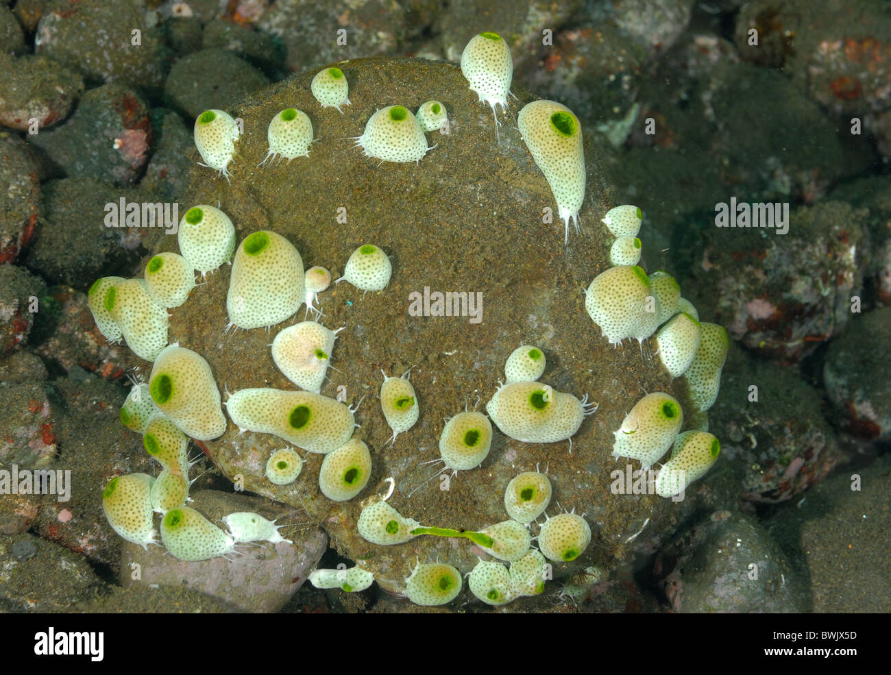Les colonies d'ascidie Didemnum molle, Tulamben, Bali, Indonésie, Asie Banque D'Images