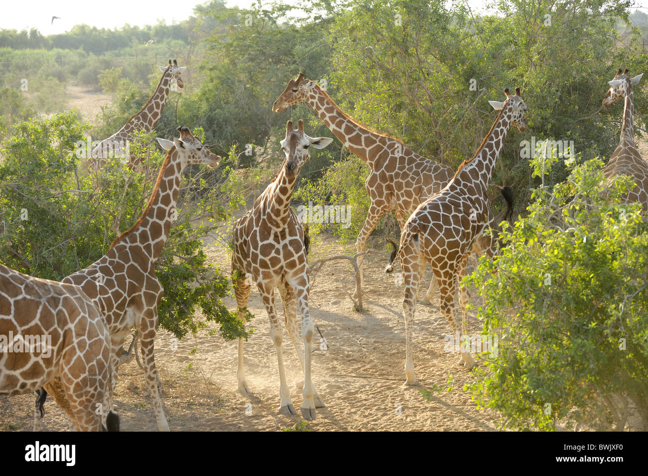 Plusieurs girafes (Giraffa camelopardalis) parmi les arbres épineux Acacia sur l'île de Sir Bani Yas, EAU Banque D'Images