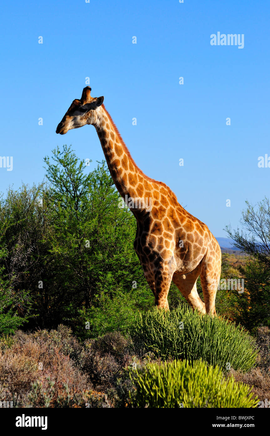 Une girafe marche dans les buissons. L'Afrique du Sud. Banque D'Images