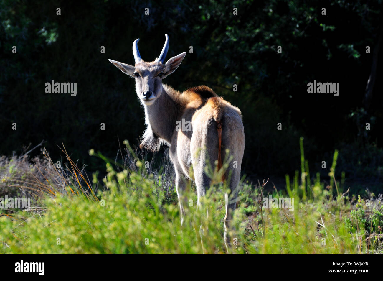 Un bushbuck) dans les bois. L'Afrique du Sud. Banque D'Images
