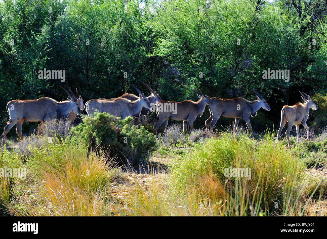 Un troupeau de bushbuck) dans les bois. L'Afrique du Sud. Banque D'Images