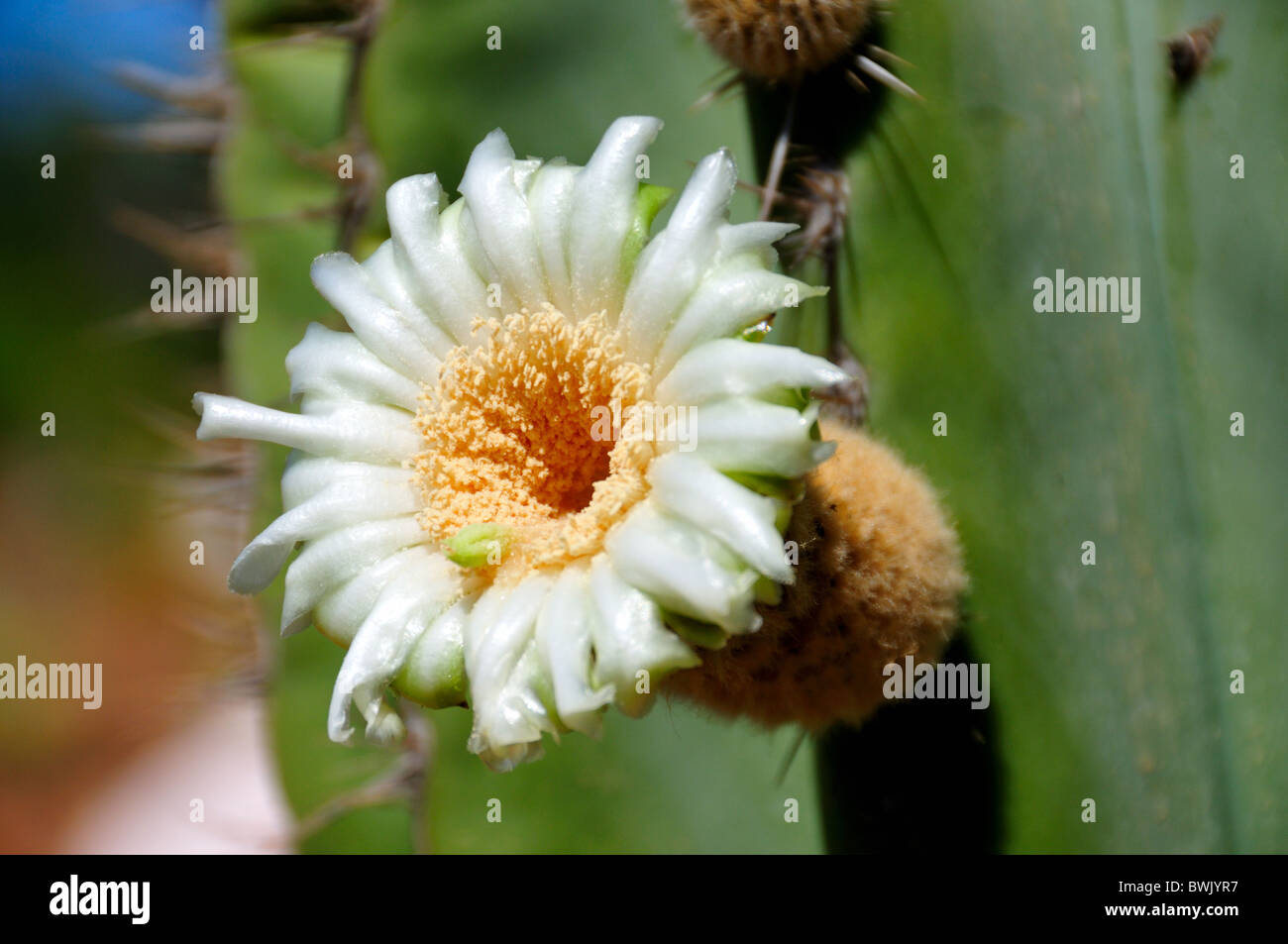 White Fleur de cactus. L'Afrique du Sud. Banque D'Images
