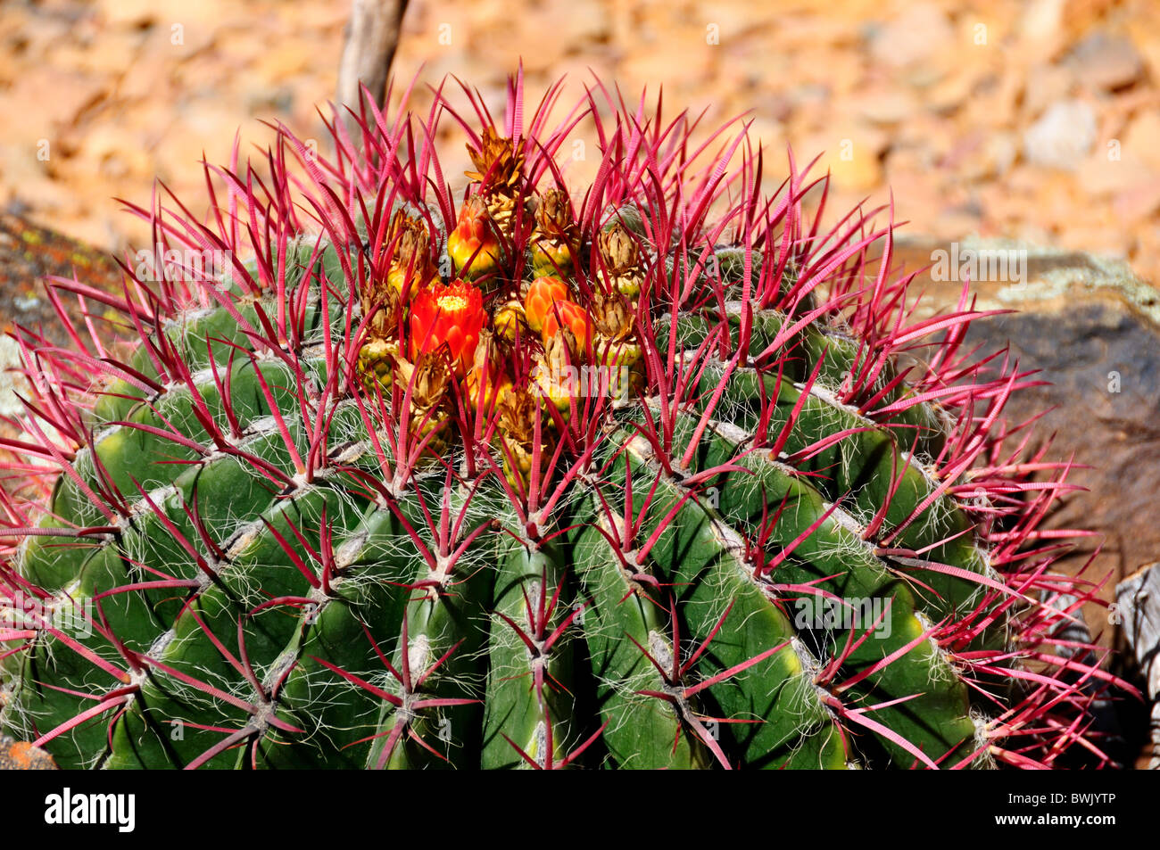 Cactus colorés de fleurs. Banque D'Images