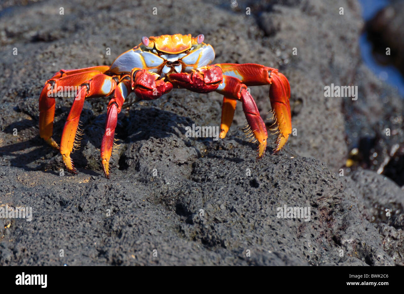 Sally Lightfoot Crab Banque D'Images