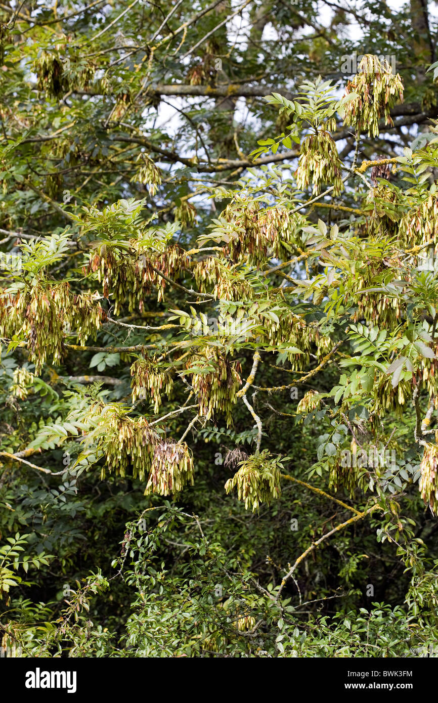 Ash Tree seed pods sur un arbre qui grandit dans la forêt de Dean près de  Stonehouse Gloucestershire Angleterre Photo Stock - Alamy