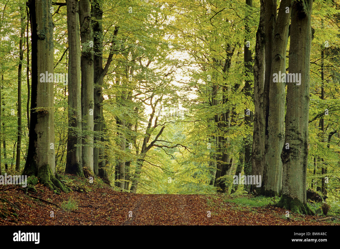 Hêtre alley près de Aremberg, Eifel, Rhénanie-Palatinat, Allemagne Banque D'Images