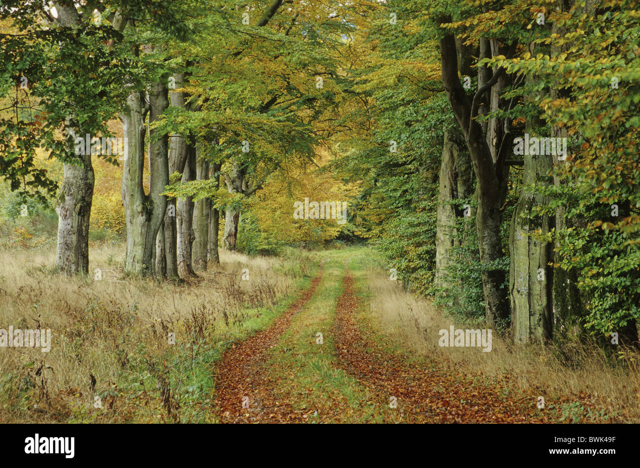 Hêtre Alley, près de l'Aremberg, Eifel, Rhénanie-Palatinat, Allemagne Banque D'Images