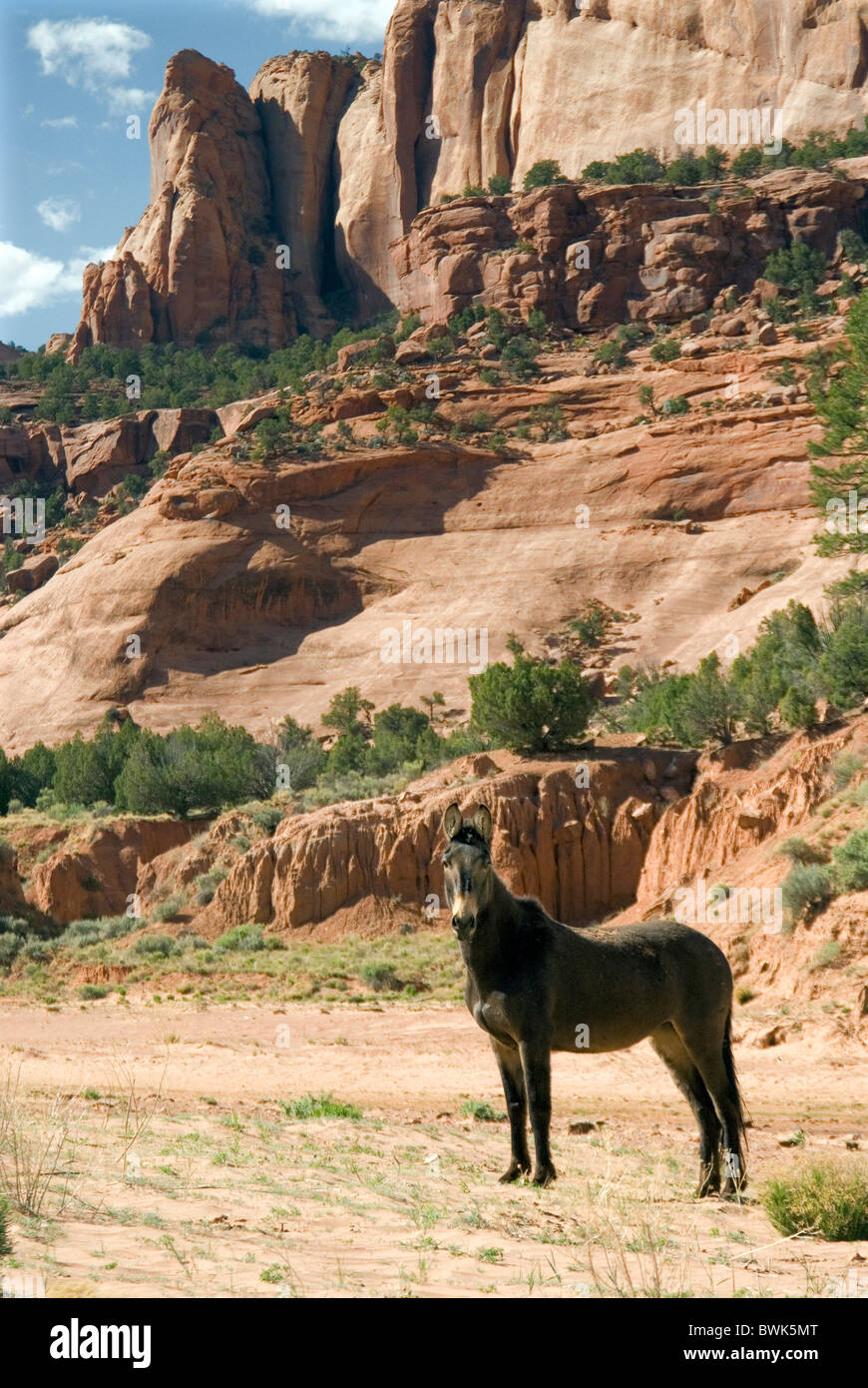 Chevaux sauvages chevaux sauvages jeu envahi par la végétation du désert paysage paysages animaux national Navajo Banque D'Images