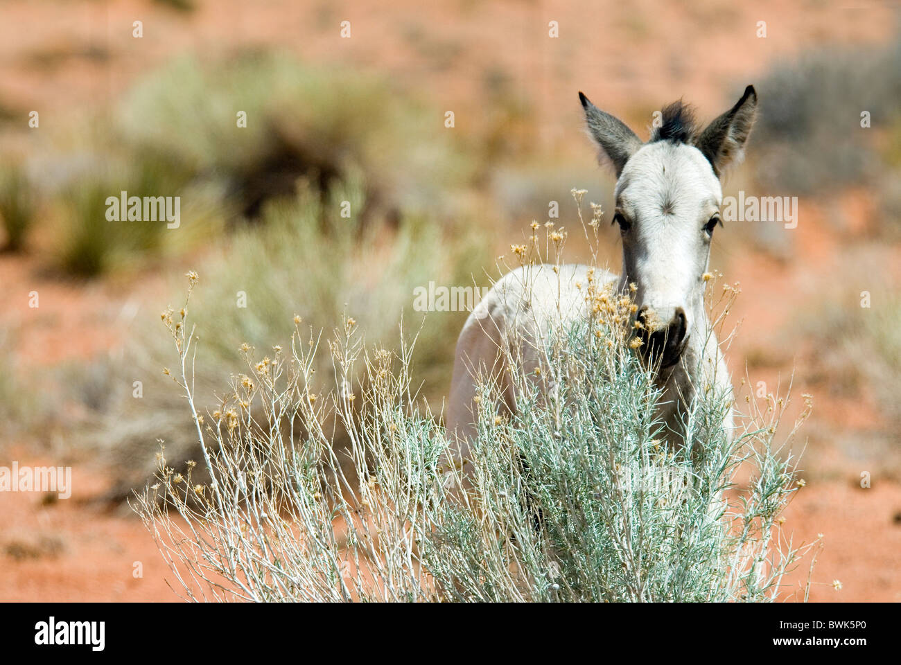 Wild horse chevaux sauvages jeu envahi par la végétation animaux animal paysage paysage monument du désert Banque D'Images